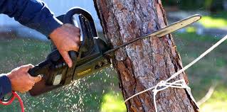 Best Arborist Consultation Services  in Ladue, MO